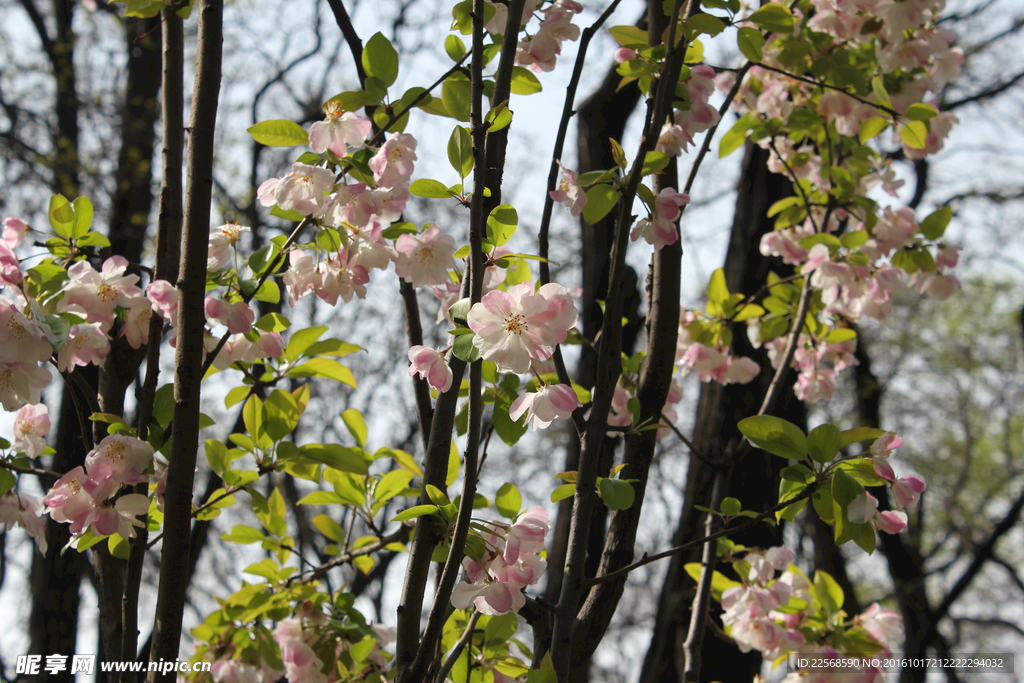桃花
