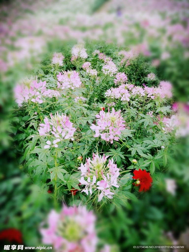 花草
