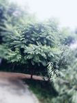 景色