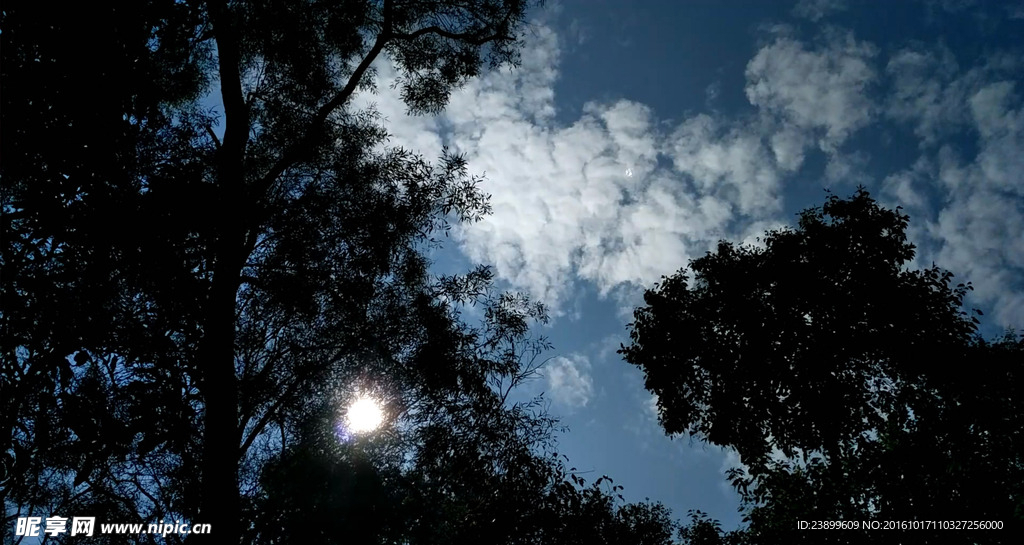 逆光的蓝天树林 视频