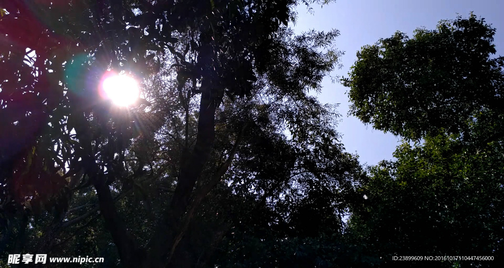 树叶遮挡太阳的树林 视频