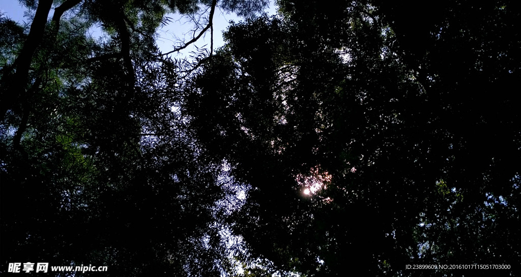 逆光的茂密树林 视频