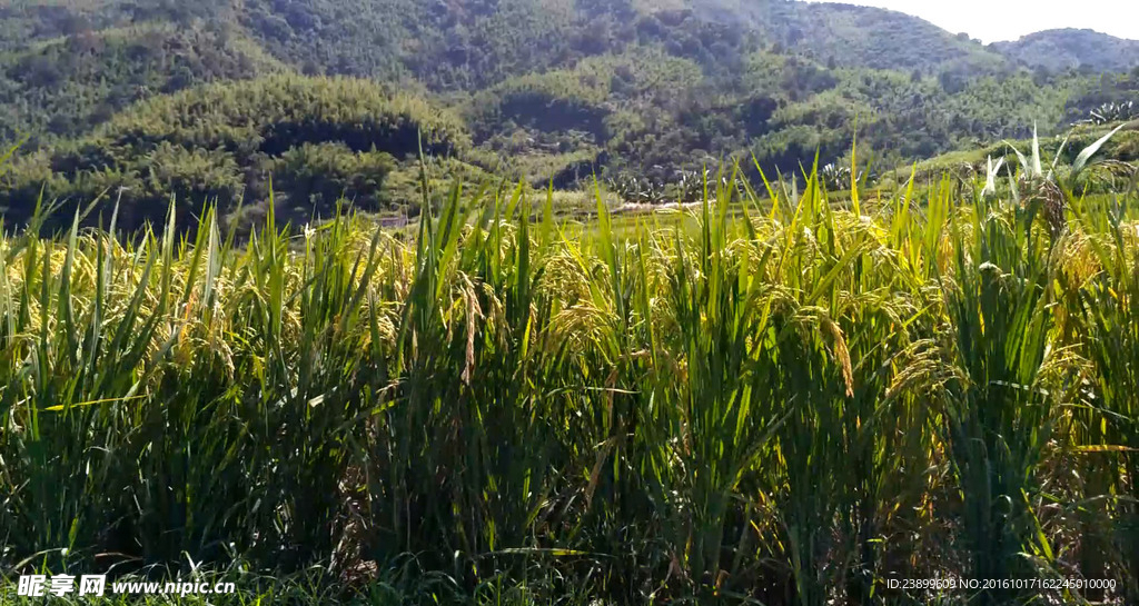 风吹动的水稻仰视 视频