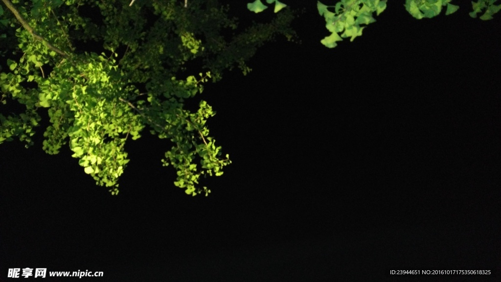 夏夜银杏