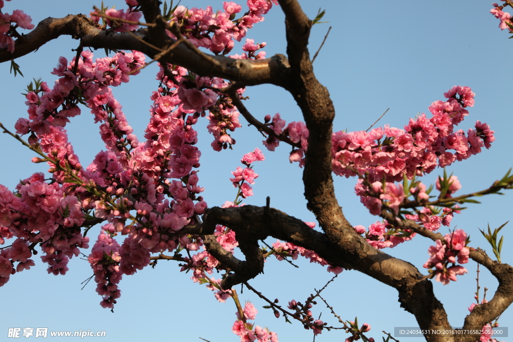 干枝桃花