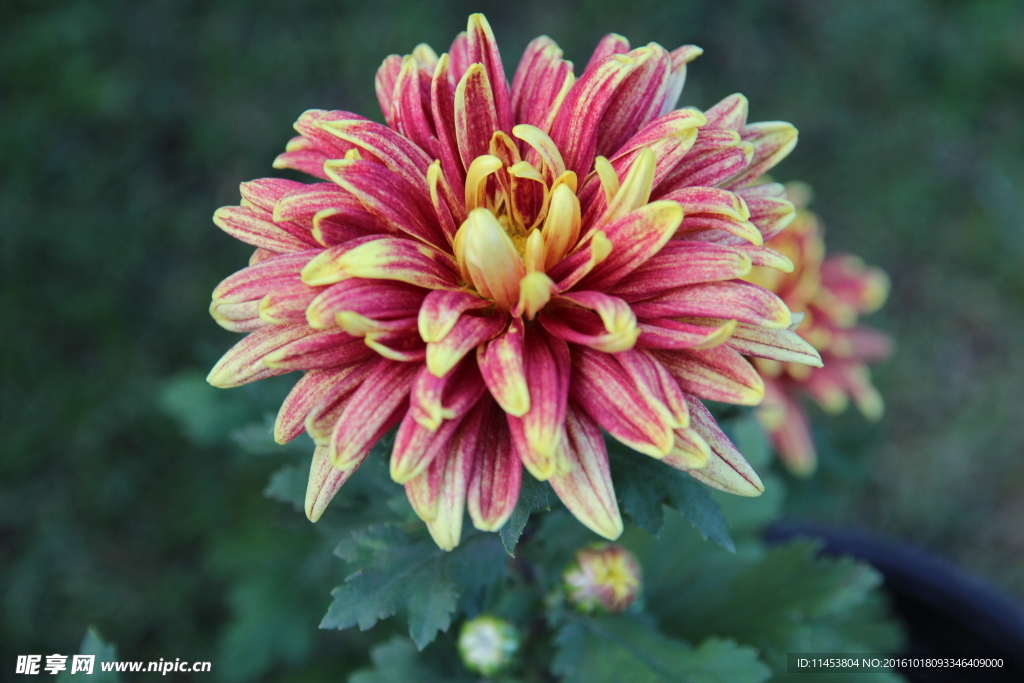 菊花