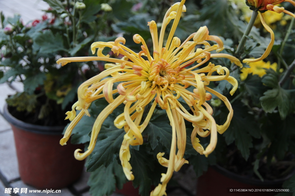 菊花