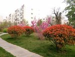 小花园