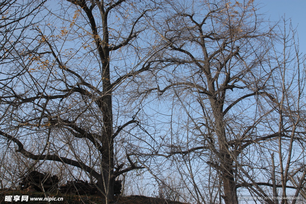 银杏树