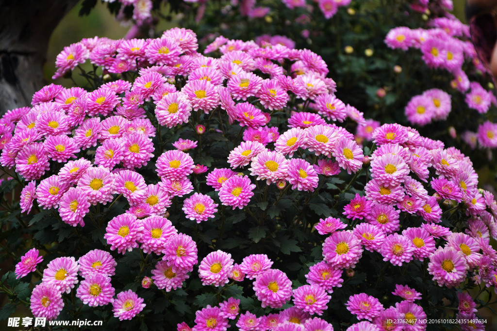 菊花