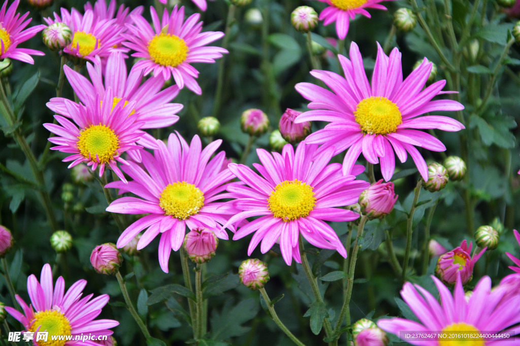 菊花