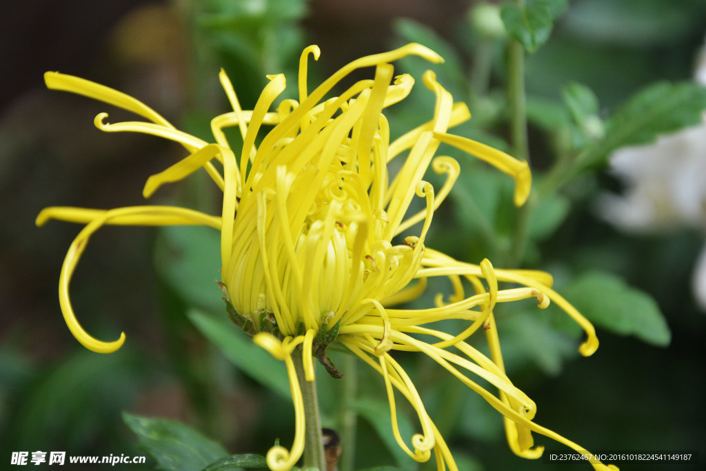 菊花