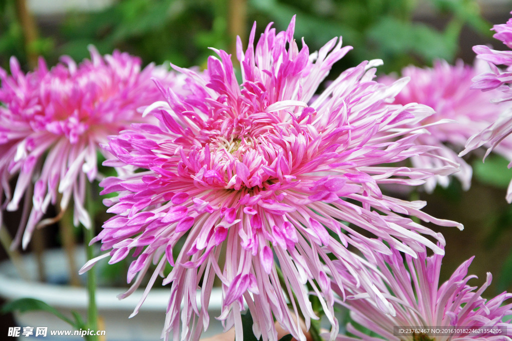 菊花