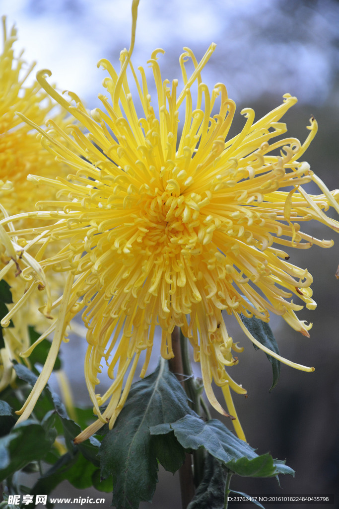菊花