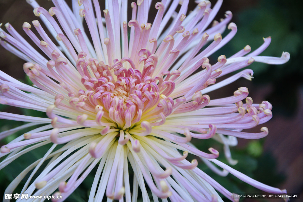 菊花