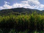 山川的田野
