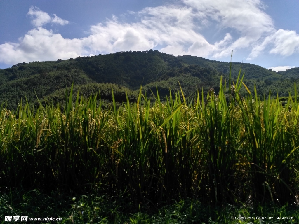 山川的田野