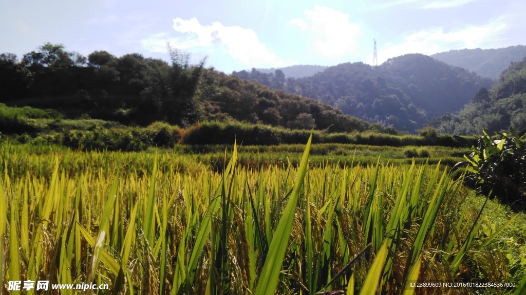 乡村田野