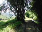 竹林