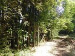 竹林