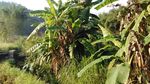 芭蕉树