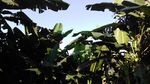 芭蕉树