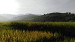 山川的田野