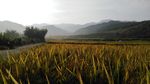 山川的田野