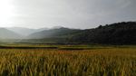 山川的田野