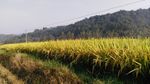 山川的田野