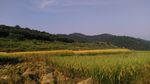 山川的田野