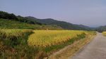 山川的田野