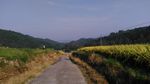山川的田野
