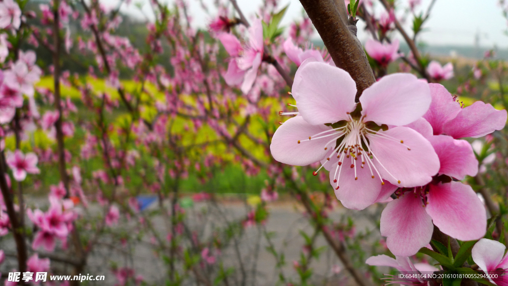 桃花