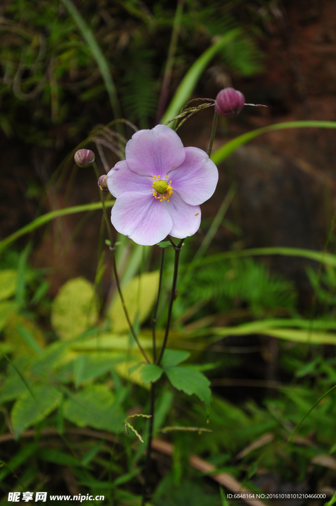 紫色小花特写