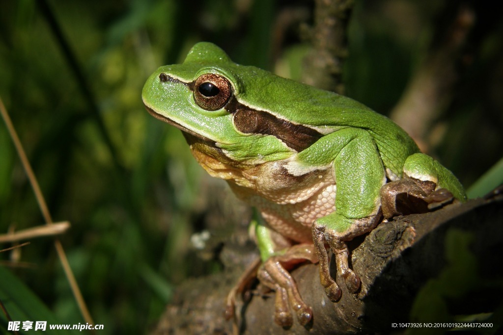 草丛中的绿青蛙