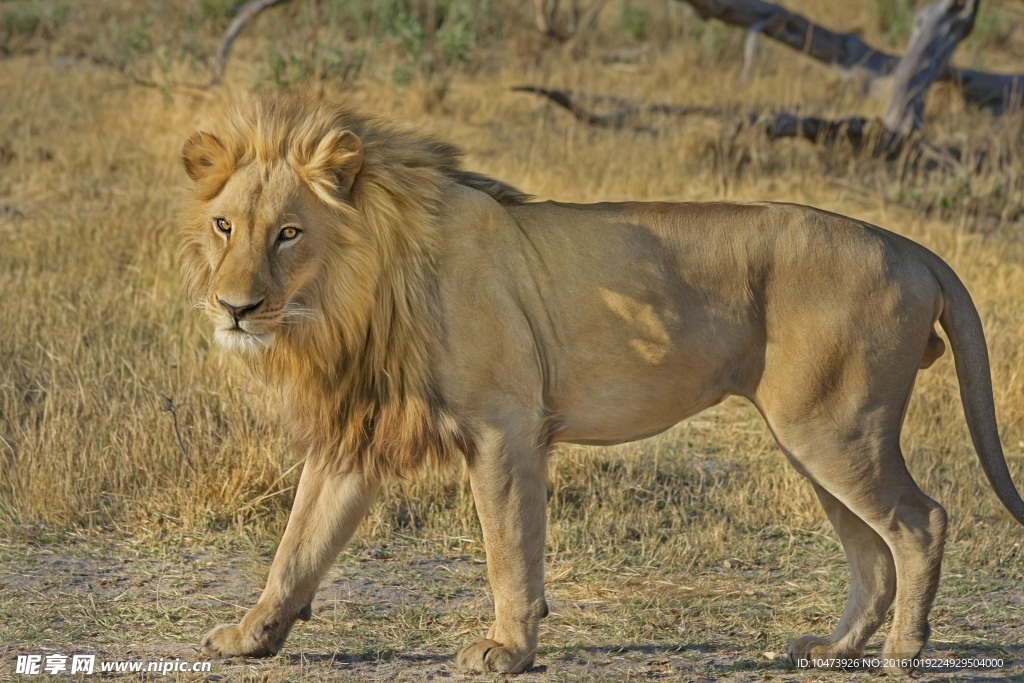 非洲狮子摄影图片