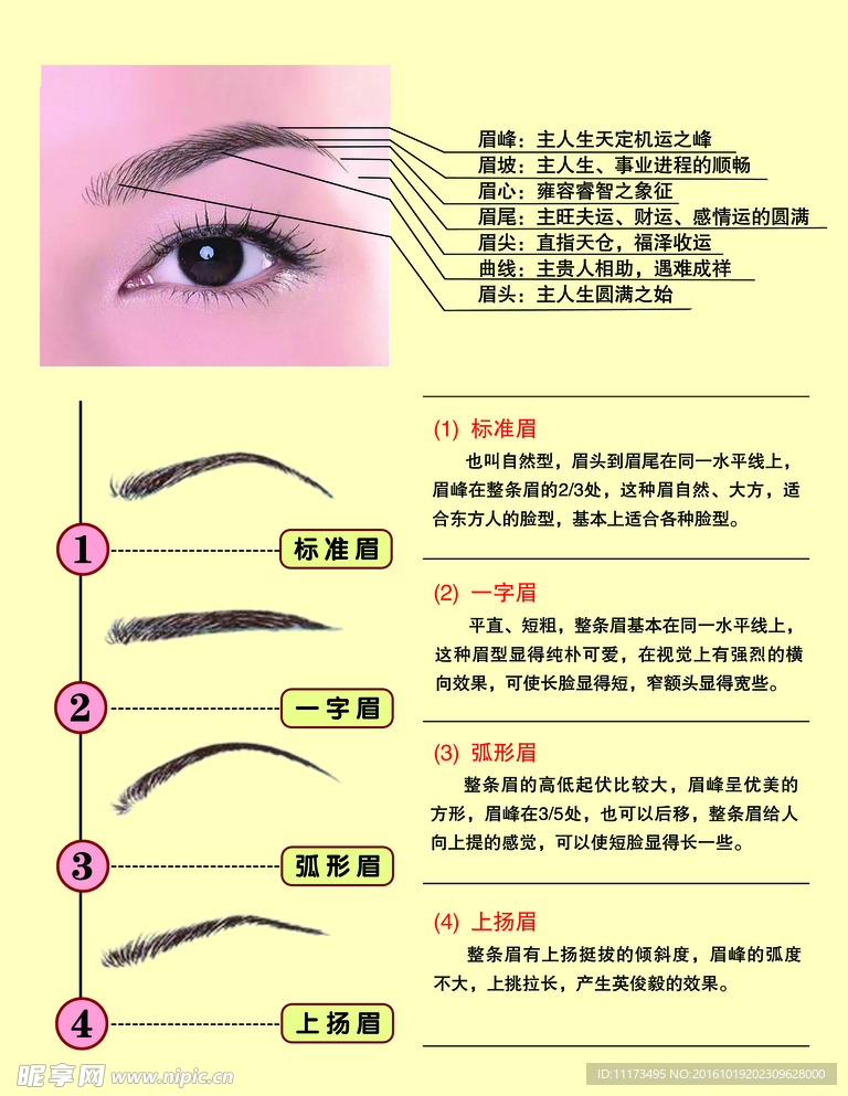 各种眉毛简介