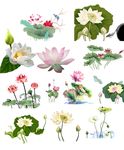 荷花素材