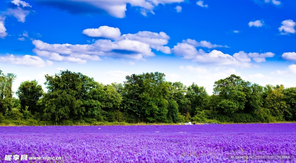薰衣草花海