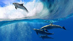 大海中游玩的海豚
