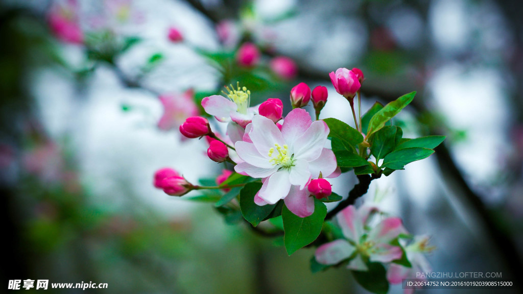 美丽桃花