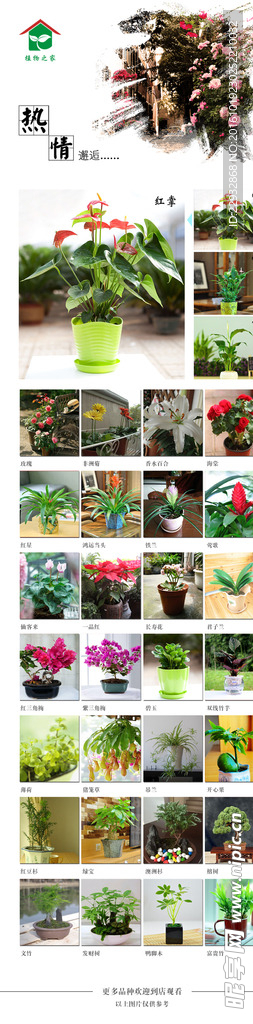 草本植物