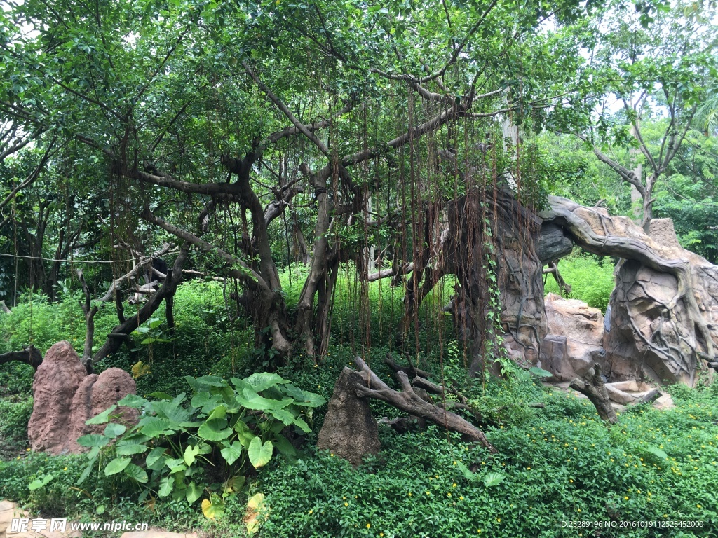 绿树