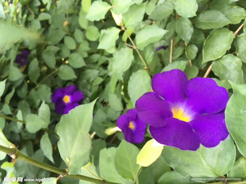 紫色牵牛花
