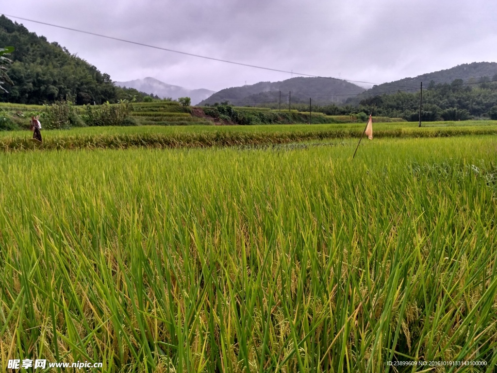 雨天的田野