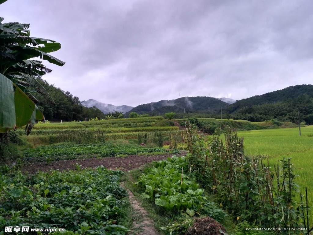 雨天的田野