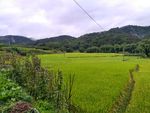 雨天的田野
