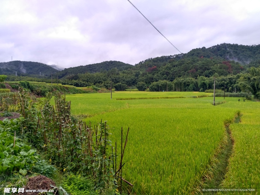 雨天的田野