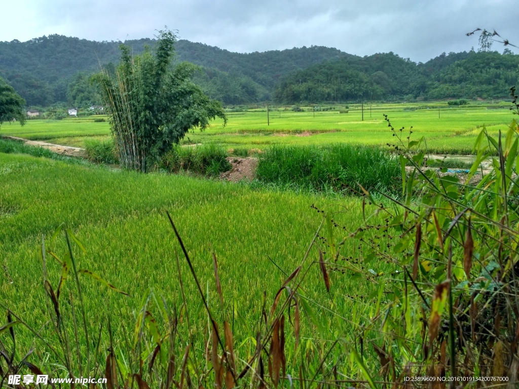 雨天的田野